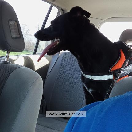 Photo 1/1 Onyx Chien lost in Change