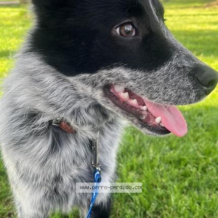 Photo 1/1 BAILEY Chien lost in San fernando