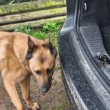 Picture of dog found at Cheux