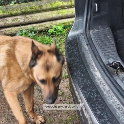 Photo 1/1 Found dog Found in Cheux