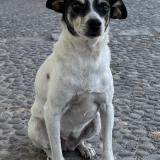 Picture of dog lost at Santiago