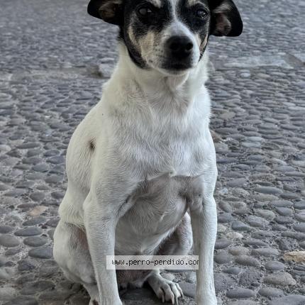 Photo 1/1 Puki Dog lost in Santiago