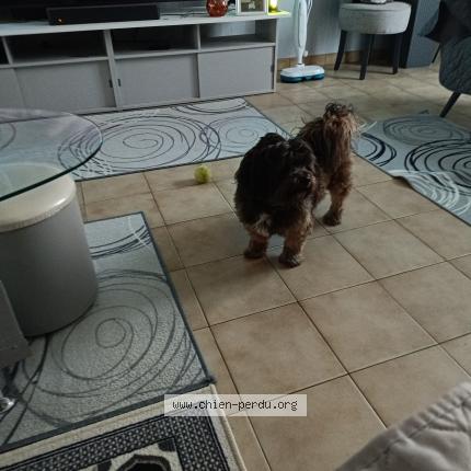 Photo 1/1 Marley Dog lost in Lormont