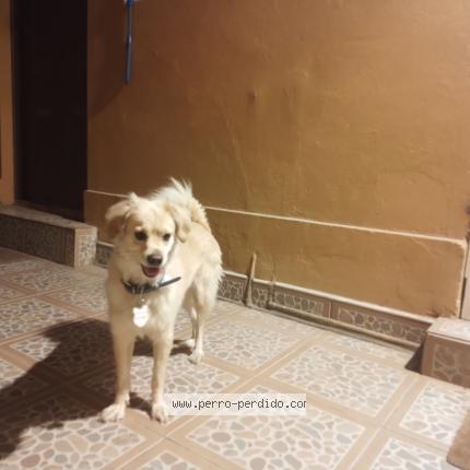 Photo 1/1 Found dog Found in Santiago