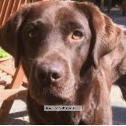 Photo 1/1 PEARL Dog lost in Cookeville