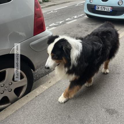 Photo 1/1 Found dog Found in Perpignan