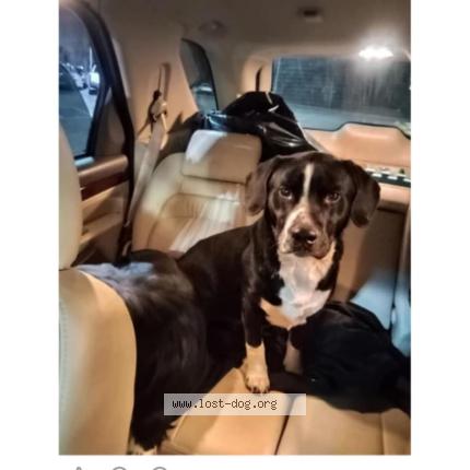 Photo 1/1 Meatball Dog lost in Damascus