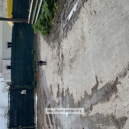 Photo 1/1 Found dog Found in Begles