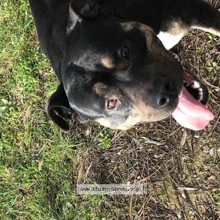 Photo 1/1 Found dog Found in Mons