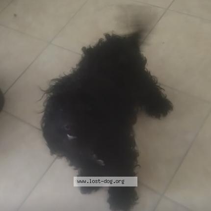 Photo 1/1 Hagrid Dog lost in Las vegas