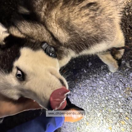 Photo 1/1 Found dog Found in Peyrehorade