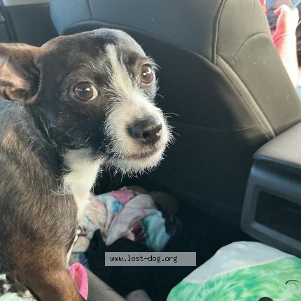 Photo 1/1 Cosmo Chien lost in Lakeland fl usa