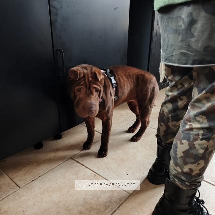 Photo 1/1 Found dog Found in Beuxes