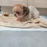 Picture of dog found at Ficheux