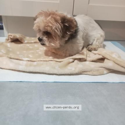 Photo 1/1 Found dog Found in Ficheux