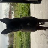 Picture of dog found at Urcuit