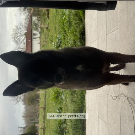 Photo 1/1 Found dog Found in Urcuit