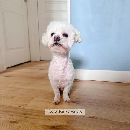 Photo 1/1 tuantuan Chien lost in Villenave d ornon