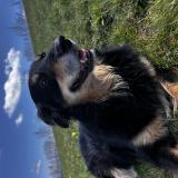 Picture of dog lost at Tullins