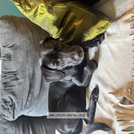 Photo 1/1 Found dog Found in Saint pierre