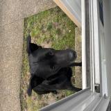 Picture of dog found at St Brice Sous Foret