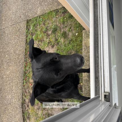 Photo 1/1 Found dog Found in St brice sous foret