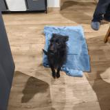 Picture of dog found at Fitz James