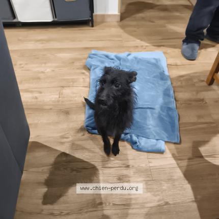 Photo 1/1 Found dog Found in Fitz james