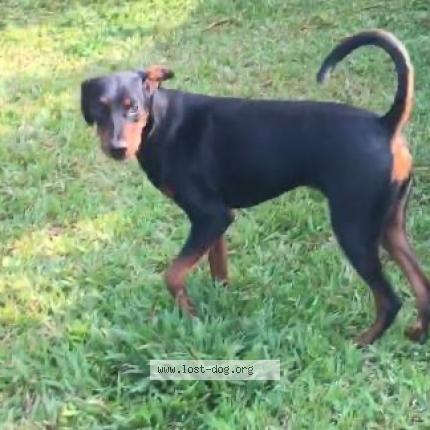 Photo 1/1 Simba Dog lost in Navi mumbai