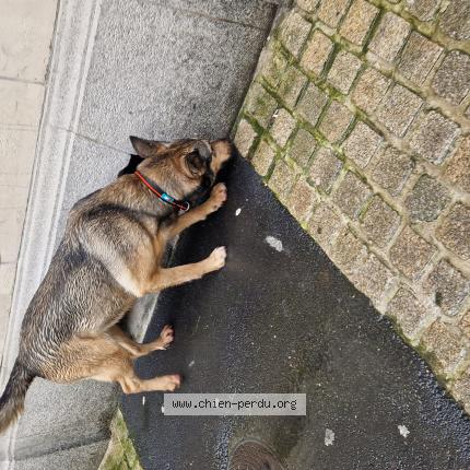 Photo 1/1 Found dog Found in Le mans
