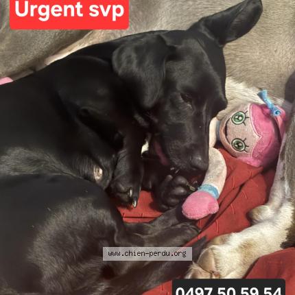 Foto 1/1 Hond teruggevonden Vermist in Zellik