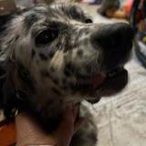 Picture of dog found at Coueron