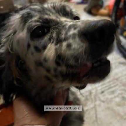 Photo 1/1 Found dog Found in Coueron