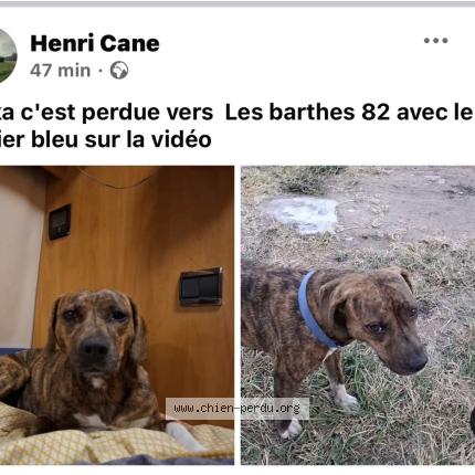 Photo 1/1 La&iuml;ka Chien lost in Castelsarrasin