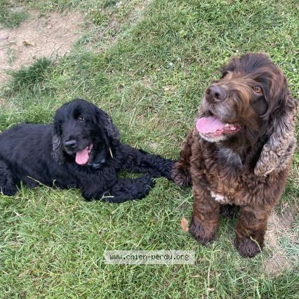 Photo 1/1 Orphée Chien lost in Cancon