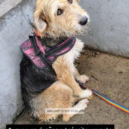 Photo 1/1 Found dog Found in Buenos aires