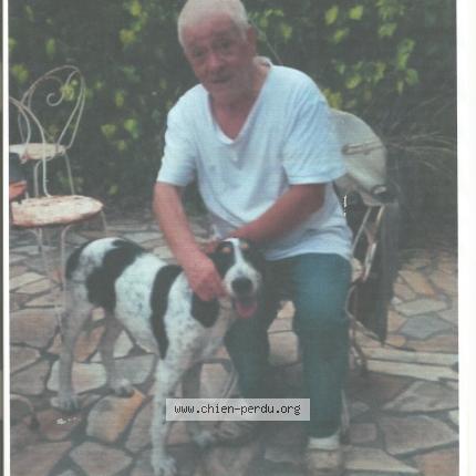 Picture of dog lost at Toulon