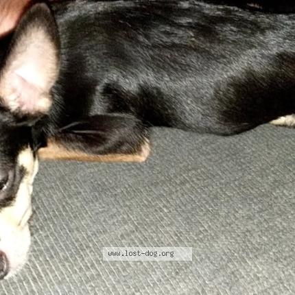 Photo 1/1 Princess Dog lost in San antonio