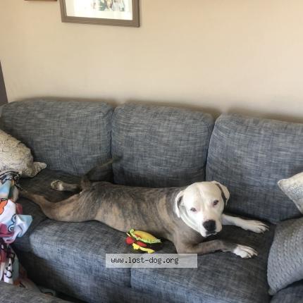 Photo 1/1 Terps Dog lost in Rialto