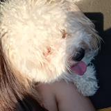 Picture of dog lost at Phoenix