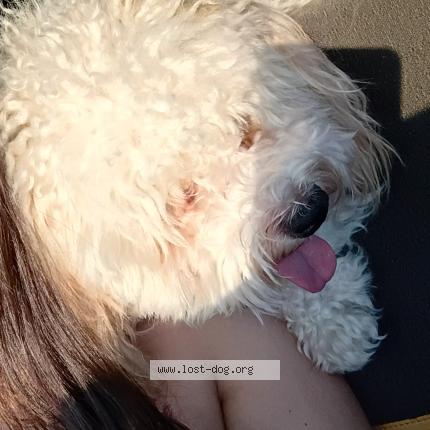 Photo 1/2 Benji Dog lost in Phoenix