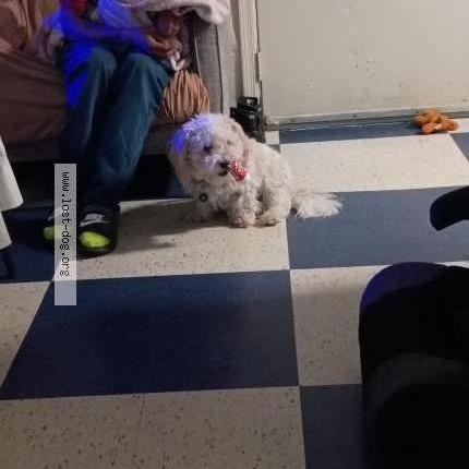Photo 2/2 Benji Dog lost in Phoenix
