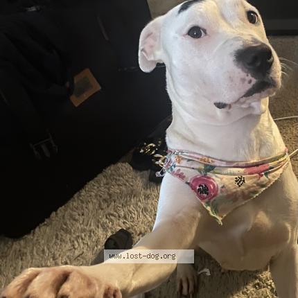 Photo 1/1 Snowy Chien lost in Coconut creek