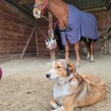 Picture of dog lost at Poucharramet