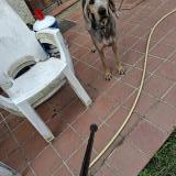 Picture of dog lost at Saint Jean De Verges