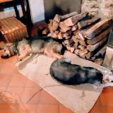 Picture of dog lost at Saint Jean De Verges