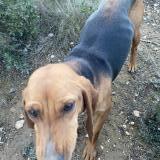 Picture of dog found at Vitrolles