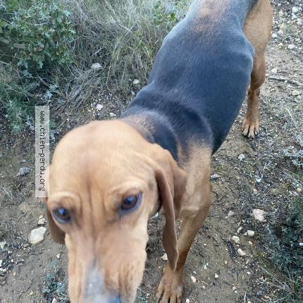 Photo 1/3 Found dog Found in Vitrolles