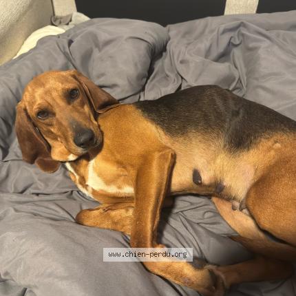 Photo 2/3 Found dog Found in Vitrolles