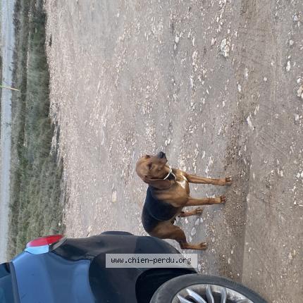 Photo 3/3 Found dog Found in Vitrolles